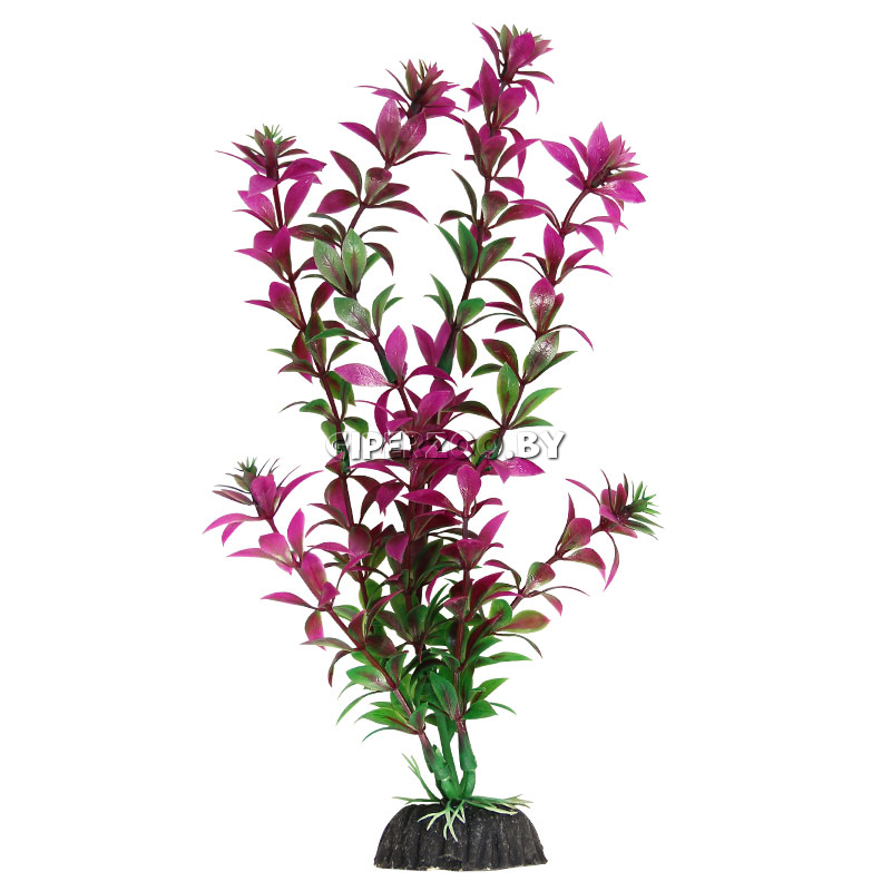 Растение  Растение