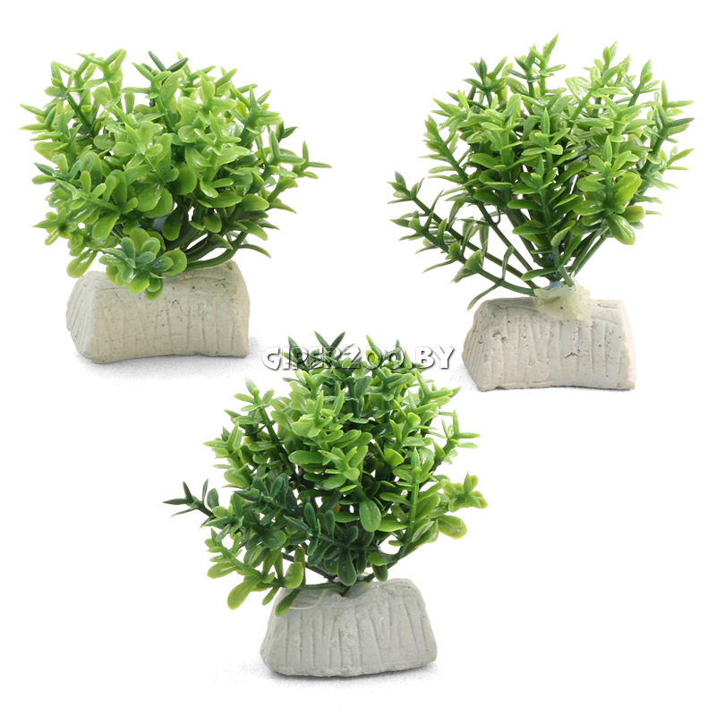 Растение  Растение