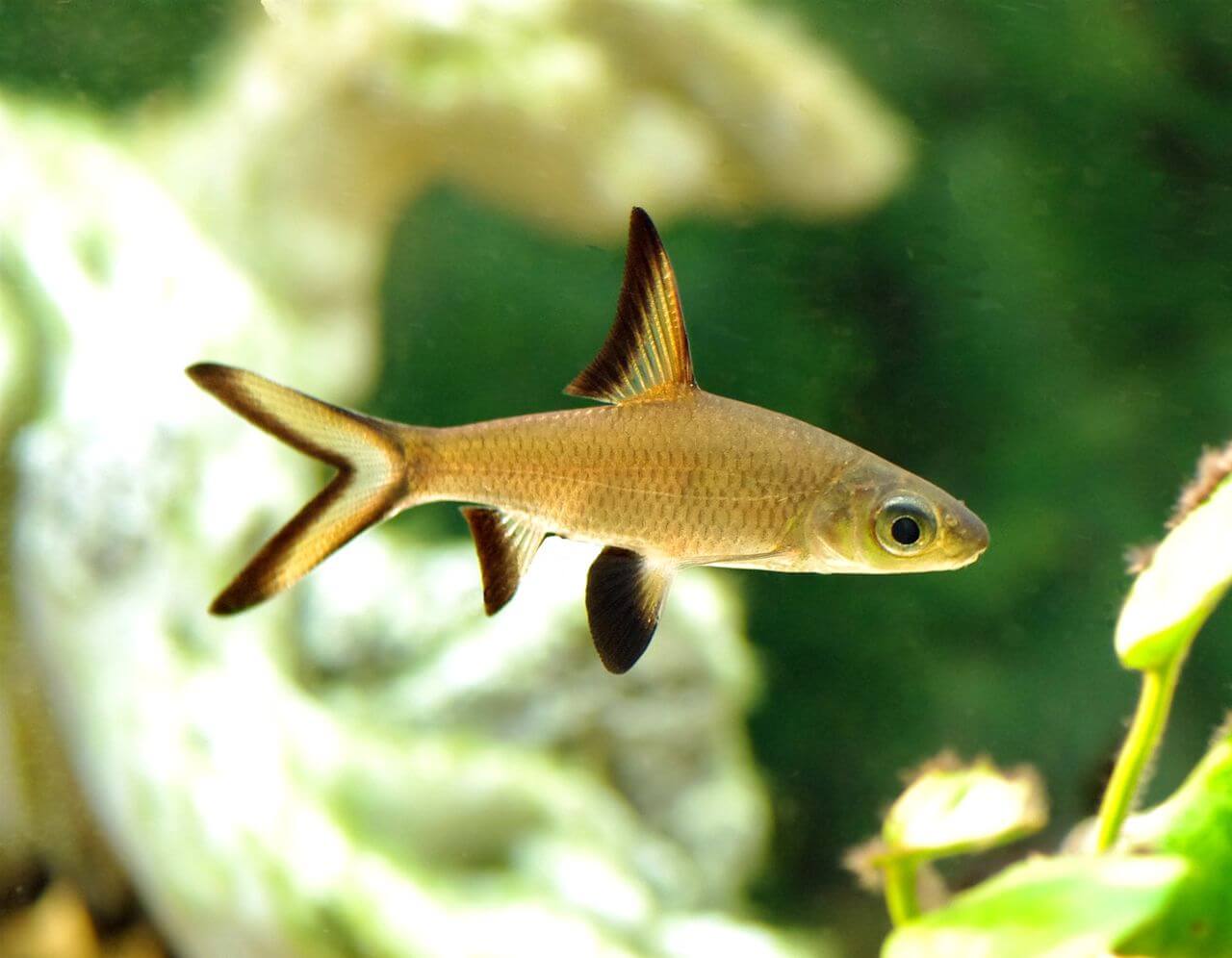 длинноплавниковый речной угорь. угорь макрогнатус глазчатый. рыбка похожая. акулий балу аквариумная рыбка. акантофтальмус кюля.