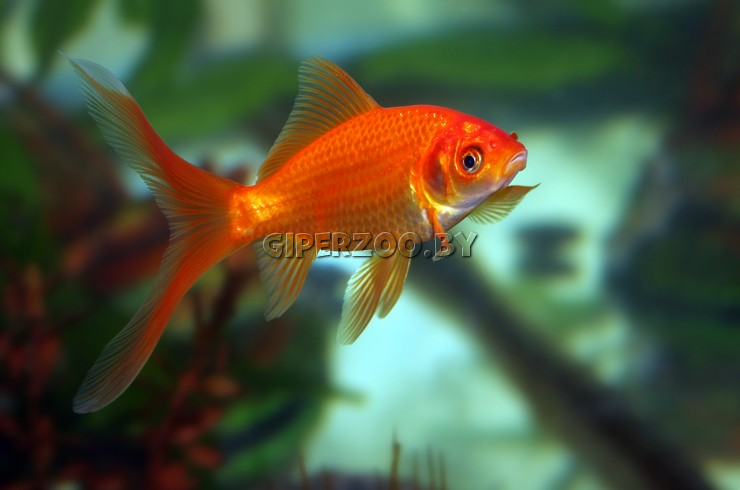 Рыбки Золотые ассорти Рыбки Золотые ассорти