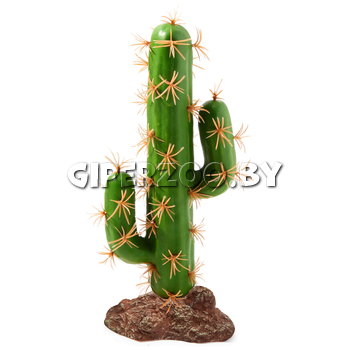 Растение  Растение