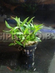 Аквариумное растение Стаурогин Столонифера Аквариумное растение Стаурогин Столонифера