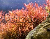 Аквариумное растение Ротала Аквариумное растение Ротала