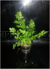 Аквариумное растение Папоротник Индийский Аквариумное растение Папоротник Индийский