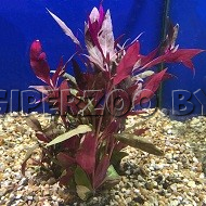 Аквариумное растение  Альтернантера Розанервиг Аквариумное растение  Альтернантера Розанервиг