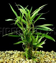 Аквариумное растение Гигрофила Иволистная Аквариумное растение Гигрофила Иволистная