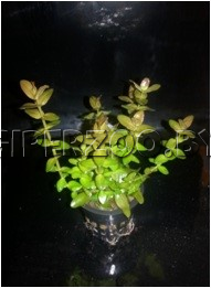 Аквариумное растение Бакопа Колората Аквариумное растение Бакопа Колората