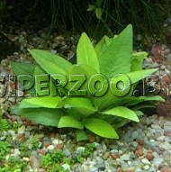 Аквариумное растение Лимонник Компакт Аквариумное растение Лимонник Компакт