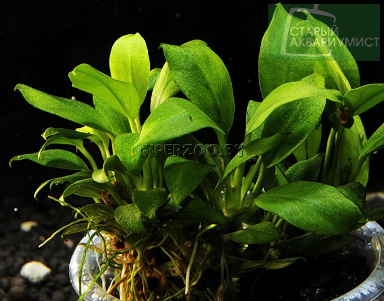 Аквариумное растение Анубиас Панголино Аквариумное растение Анубиас Панголино