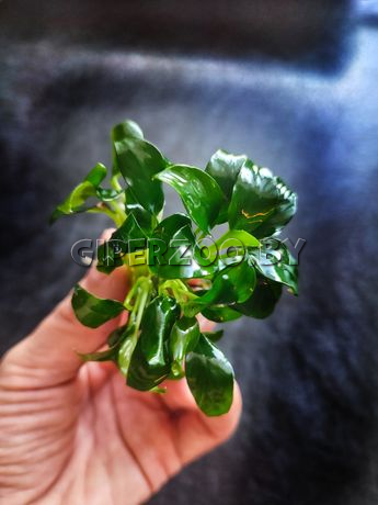 Аквариумное растение Анубиас Панголино Аквариумное растение Анубиас Панголино