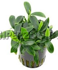 Аквариумное растение Анубиас Панголино Аквариумное растение Анубиас Панголино