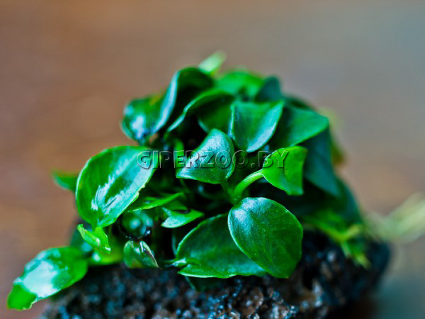 Анубиас Бартера  Анубиас Бартера
