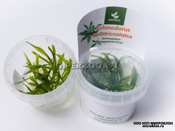 Эхинодорус Квадрикостатус (Echinodorus quadricostatus) Эхинодорус Квадрикостатус (Echinodorus quadricostatus)