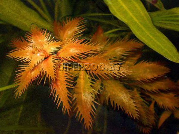 Прозерпинака палюстрис (Proserpinaca palustris) Прозерпинака палюстрис (Proserpinaca palustris)