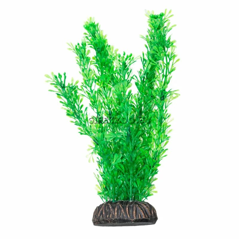 Растение  Растение