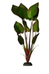Barbus Шелковое растение Эхинодорус бархатный, 10 см