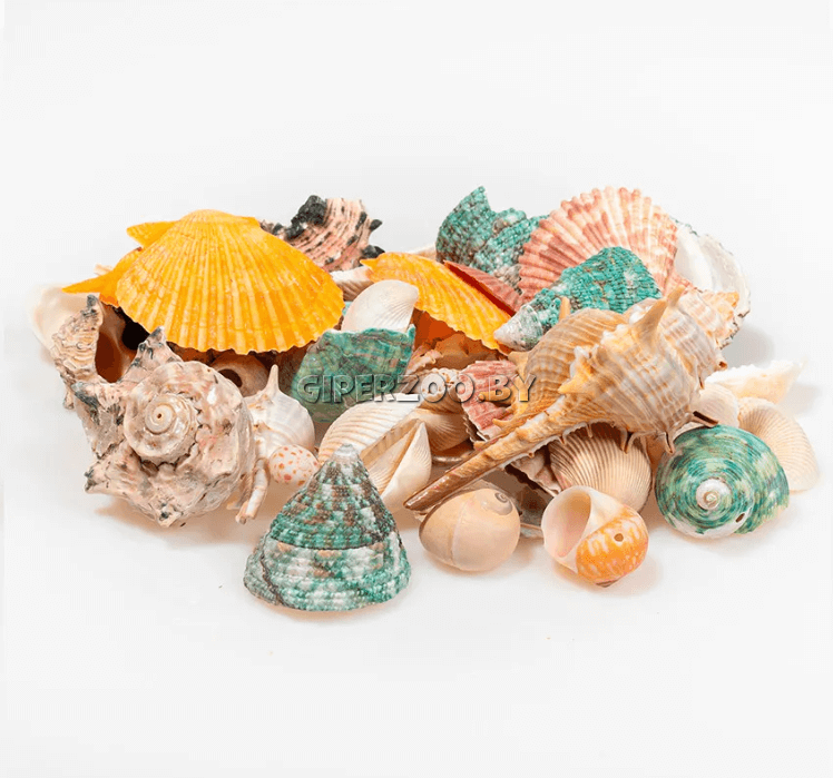 Набор морских раковин в сеточке Фрукты моря Микс, 200 г Набор морских раковин в сеточке Фрукты моря Микс, 200 г