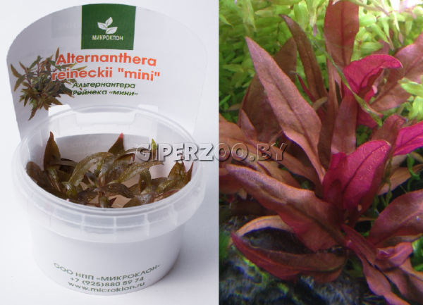 Альтернантера Рейнеке (Alternanthera Reineckii  Альтернантера Рейнеке (Alternanthera Reineckii