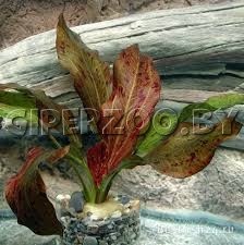 Искусственное растение 15см Искусственное растение 15см