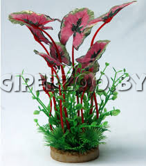 Шелковое растение  Шелковое растение