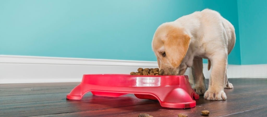 Переход щенка на сухой корм: как правильно переводить и избежать ошибок