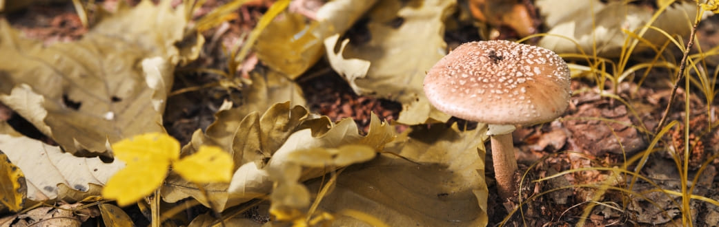 Осенние листья и гриб