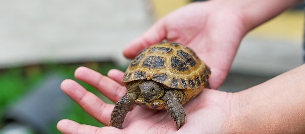 Подготовка к покупке черепахи