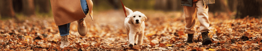 Прогулка с собакой осенью