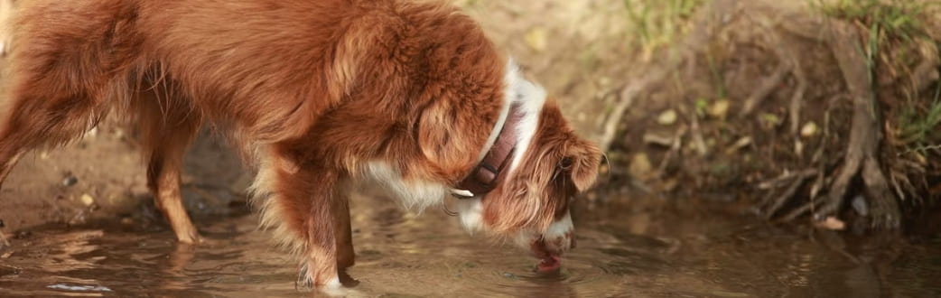 Собака пьет из лужи