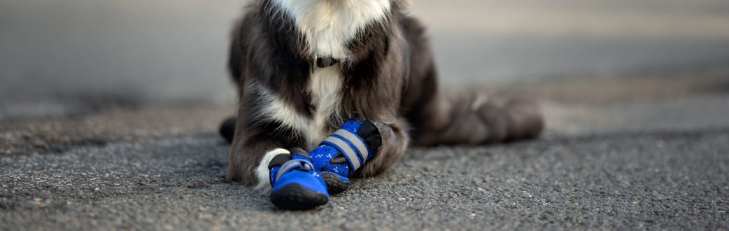 Собачка в ботинках