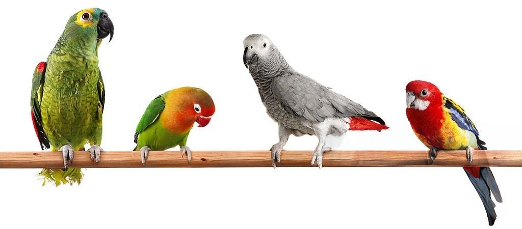 Сколько живут домашние попугаи: продолжительность жизни разных видов