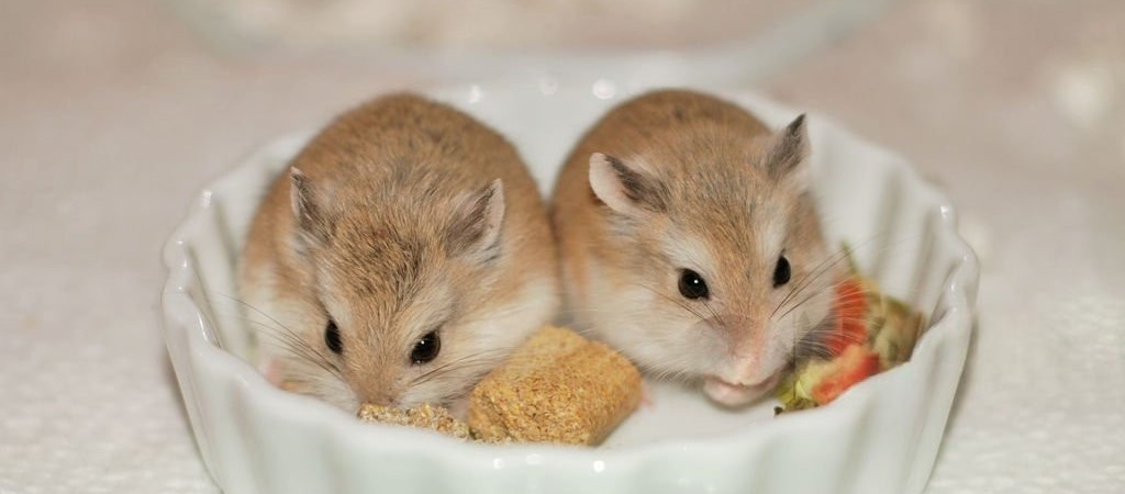 Сколько живут хомяки