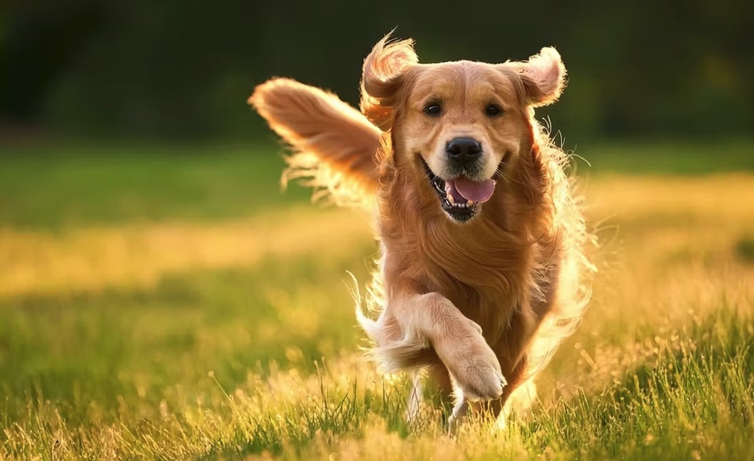 Защита собак от клещей