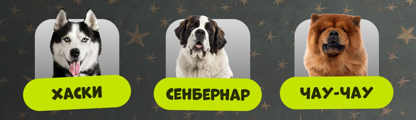 Собаки которым не нужна одежда
