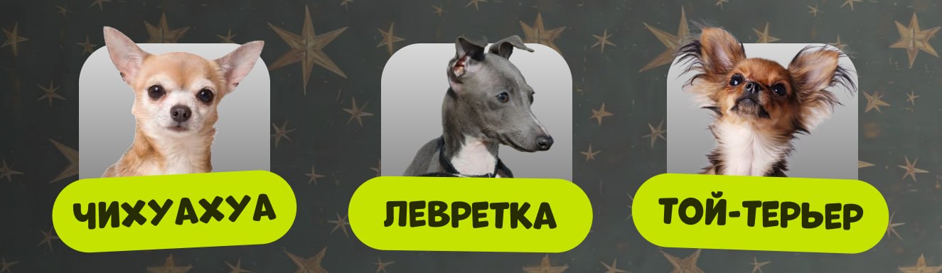 Собаки которым нужна одежда