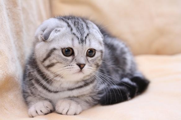 Мурлыканье кошки – удовольствие, просьба или что-то другое | Интернет  магазин ГиперЗоо