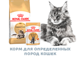 Корм Роял Канин для кошек для определенных пород